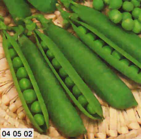 PISELLO MEZZA RAMA RONDO TARDIVO GR.500